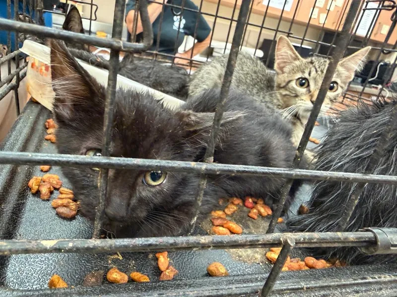 A baby large-sized male Domestic Short Hair cat named Owen for adoption in Bossier City, LA