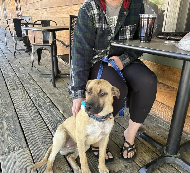 A baby medium-sized male Apricot / Beige Shepherd dog named Vox for adoption in Davis, CA