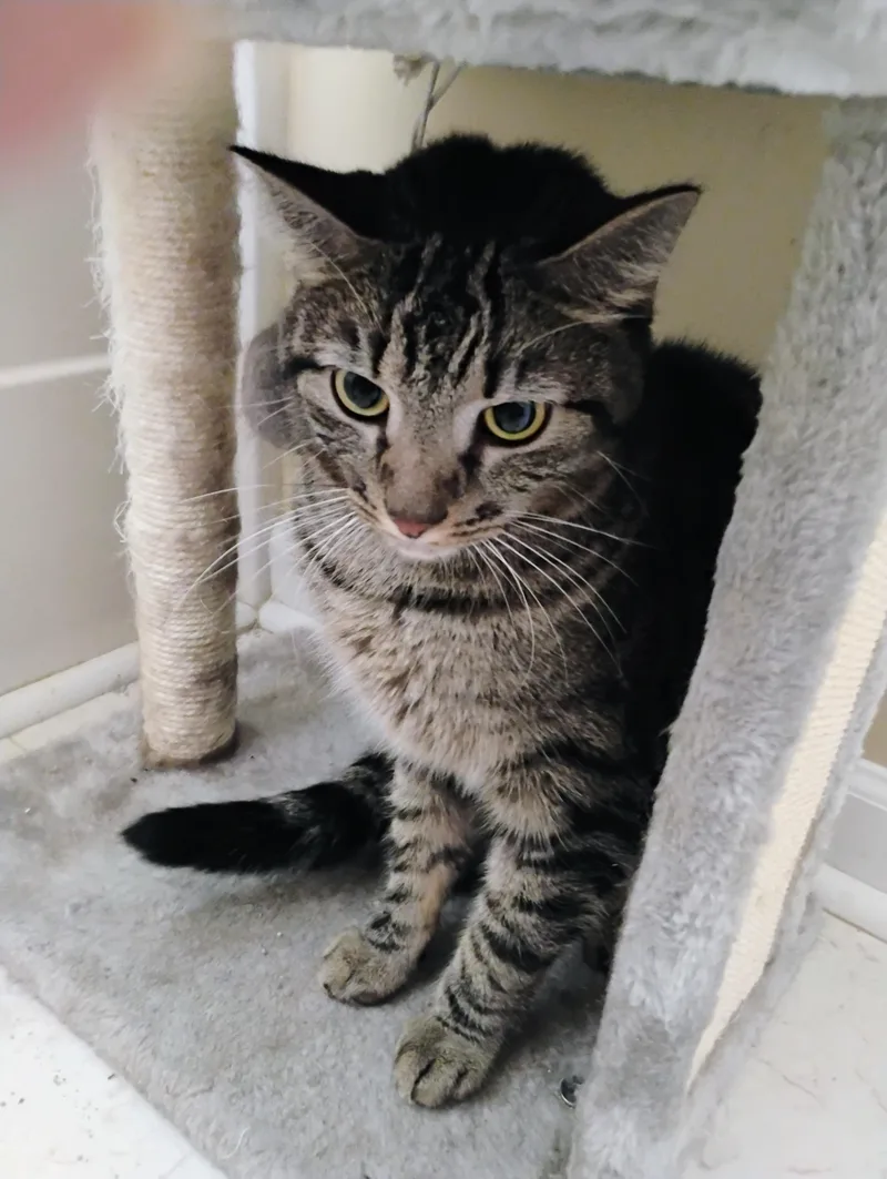 An adult large-sized male Tabby (Brown / Chocolate) Domestic Short Hair cat named Tikere for adoption in Williamsburg, VA