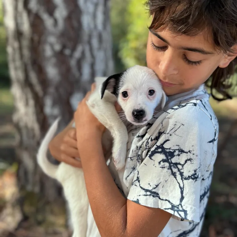 A baby small-sized male Terrier dog named Vampire for adoption in Tacoma, WA