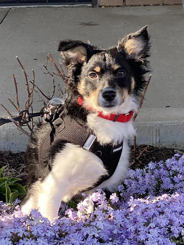 A baby small-sized male Tricolor (Brown, Black, & White) Shetland Sheepdog / Sheltie dog named Orion for adoption in Mundelein, IL