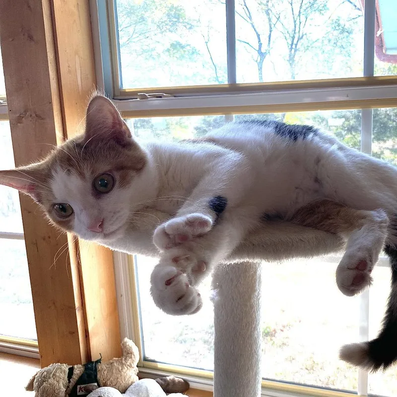 A baby small-sized female Calico Domestic Short Hair cat named Margo for adoption in Denison, TX