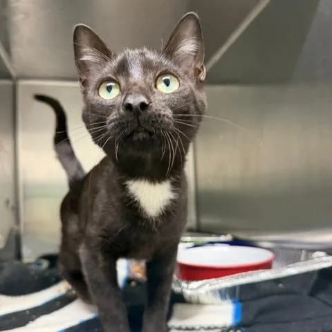 A baby small-sized female Domestic Short Hair cat named Flora for adoption in Cumming, GA