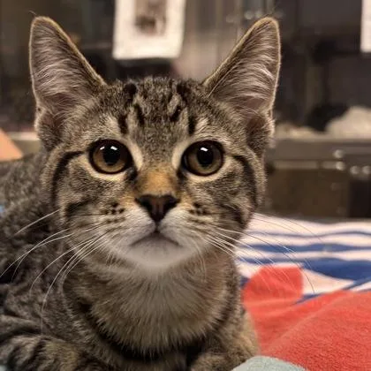 An adult medium-sized male Domestic Short Hair cat named Reggie for adoption in Merriam, KS