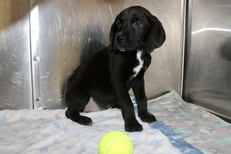 Butterfinger thumbnail 2