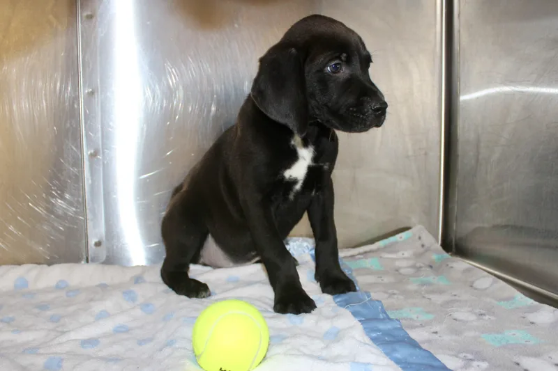 Butterfinger thumbnail 3