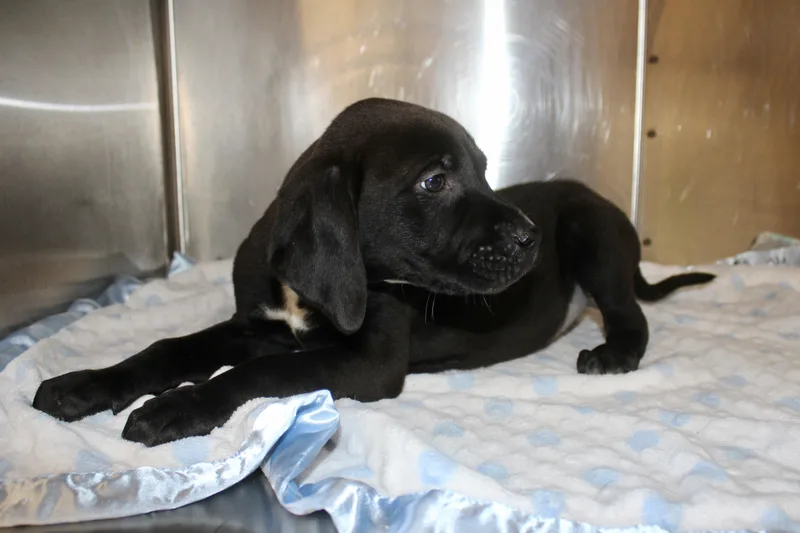 Butterfinger thumbnail 4