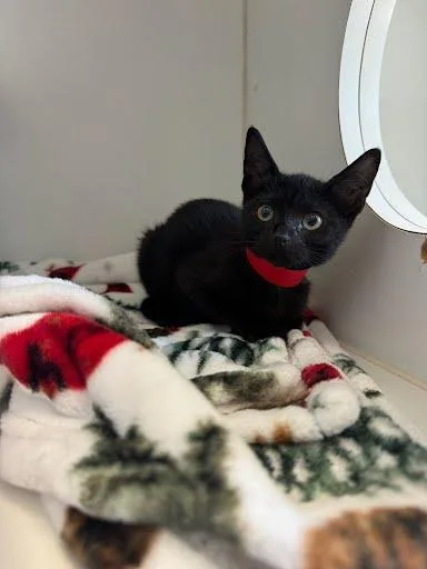A baby small-sized female Black Domestic Short Hair cat named Sarah for adoption in Oakland, CA
