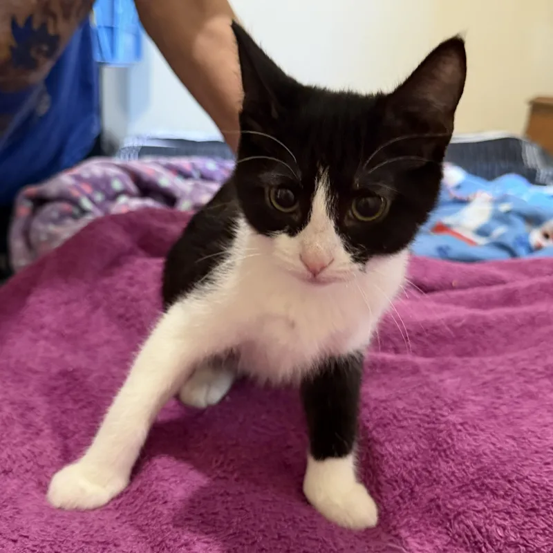 A baby medium-sized female Black & White / Tuxedo Domestic Short Hair cat named Missy for adoption in SNOW HILL, NC