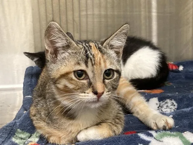 A baby small-sized female Domestic Short Hair cat named June Lee for adoption in Tustin, CA