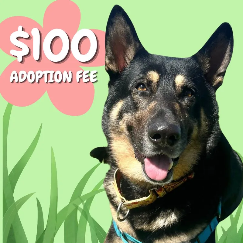 An adult extra large-sized male Black German Shepherd Dog dog named Atty for adoption in Dover, NH
