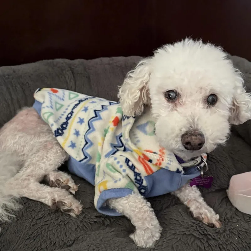 A senior small-sized male Bichon Frise dog named Sunny for adoption in Placentia, CA