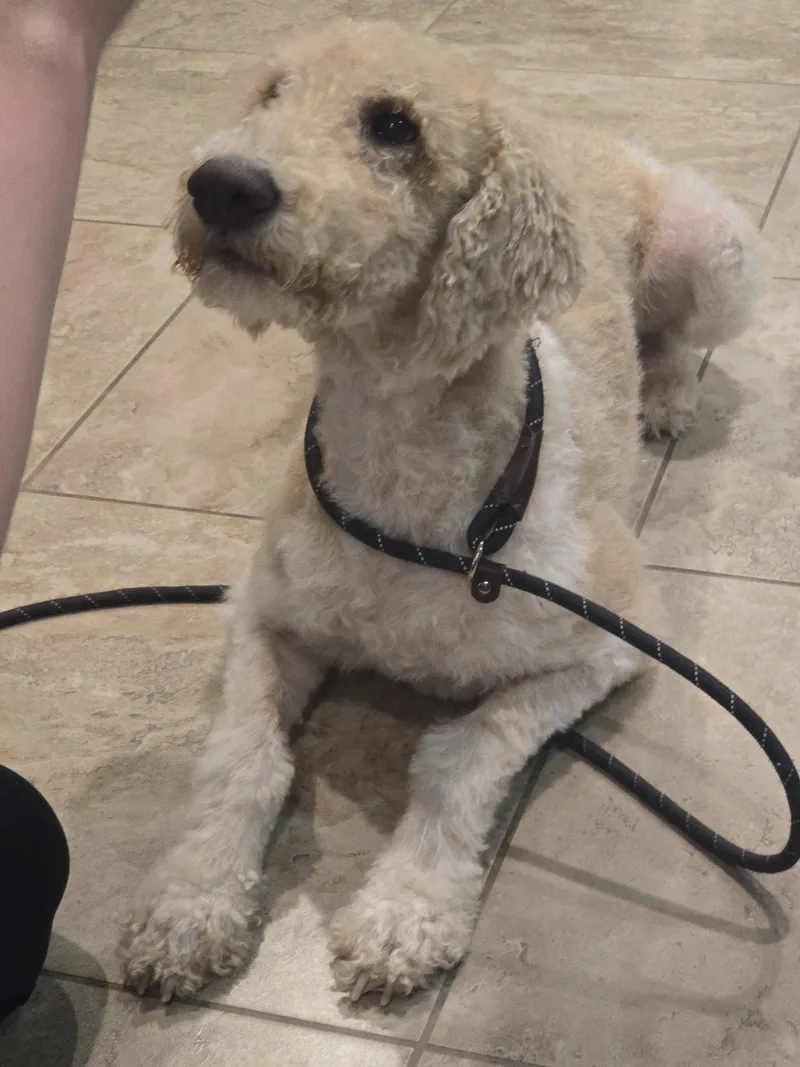A young large-sized male Standard Poodle dog named Rocky for adoption in Rosenberg, TX