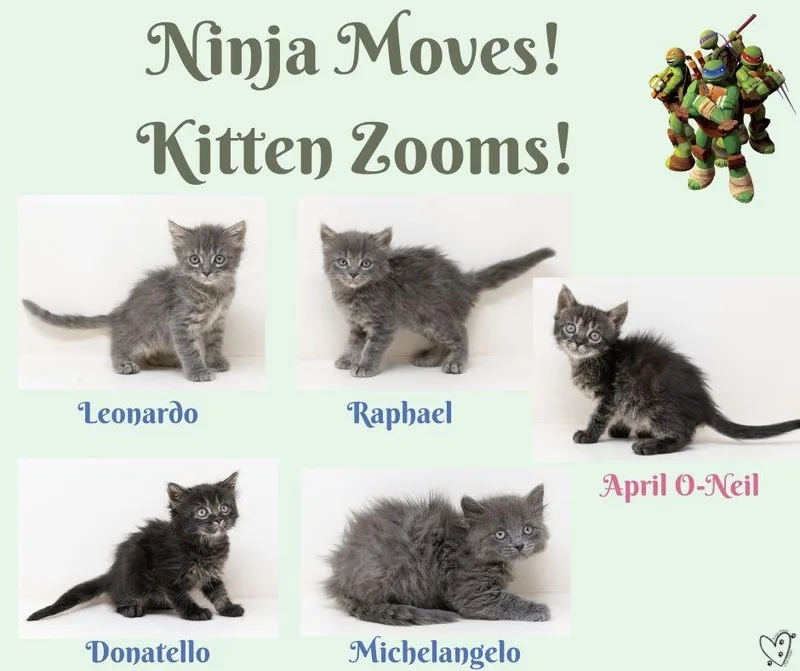 Michelangelo thumbnail 2