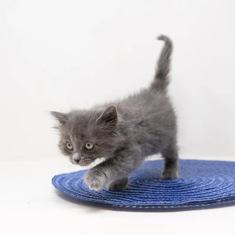 Michelangelo thumbnail 4