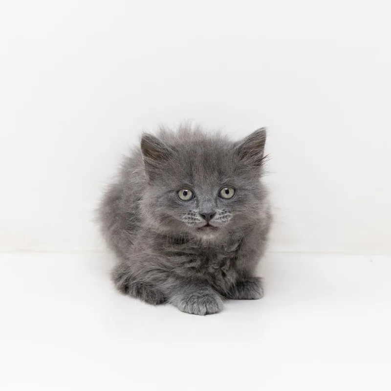 A baby medium-sized male Tabby (Gray / Blue / Silver) Tabby cat named Michelangelo for adoption in Trophy Club, TX