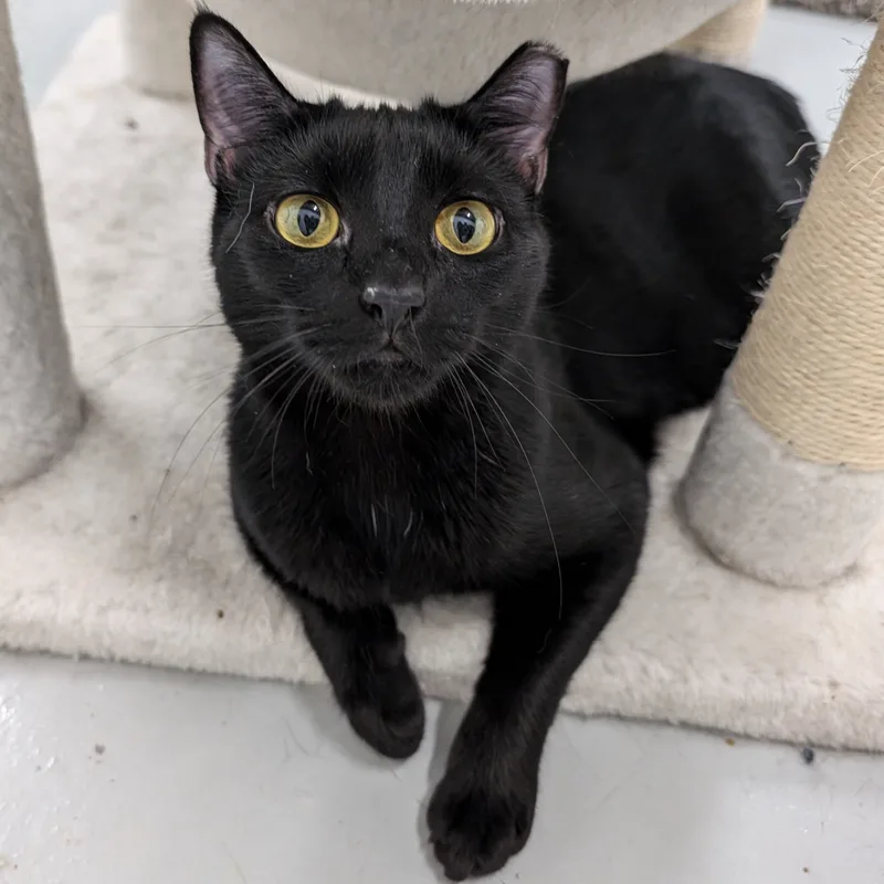A young medium-sized female Black American Shorthair cat named Misty Blue for adoption in West Palm Beach, FL