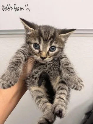 A baby small-sized male Domestic Short Hair cat named Peppercorn for adoption in West Chester, PA