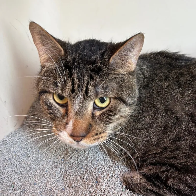An adult small-sized male Brown / Chocolate Domestic Short Hair cat named Kj for adoption in West Des Moines, IA