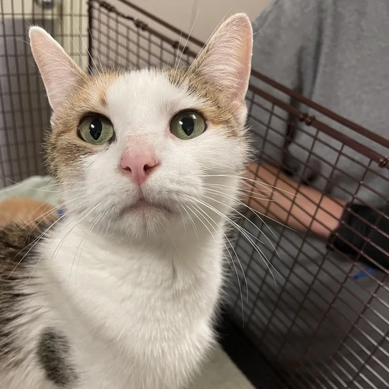An adult medium-sized female White Domestic Short Hair cat named Ariana for adoption in Chicago, IL