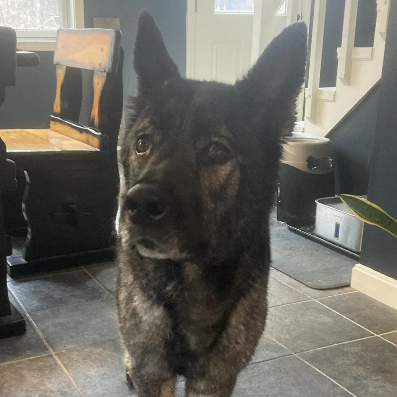 An adult large-sized female Brown / Chocolate German Shepherd Dog dog named Roxie for adoption in Dover, NH