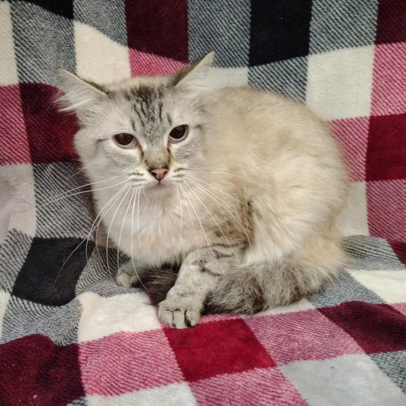 Squeaker thumbnail 2