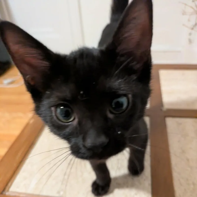 A baby small-sized male Black Domestic Short Hair cat named Hot Fudge for adoption in Evanston, IL