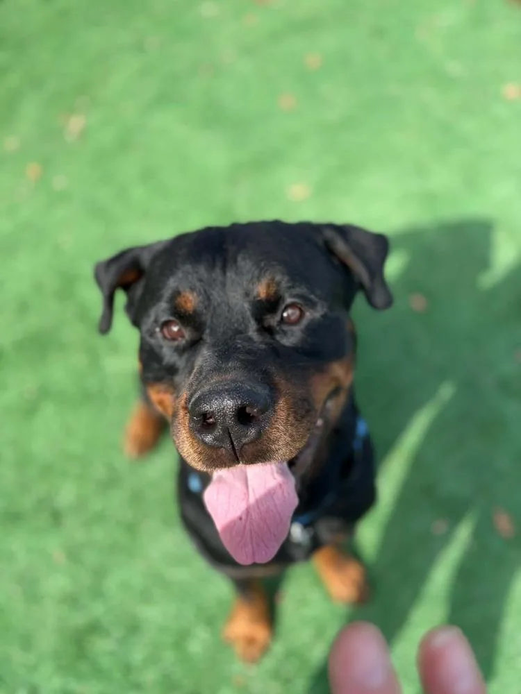 A young large-sized male Rottweiler dog named Deacon for adoption in harrison city, PA