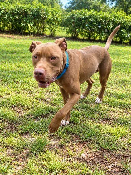 An adult large-sized male Terrier dog named Jack Skellington for adoption in Palm Coast, FL