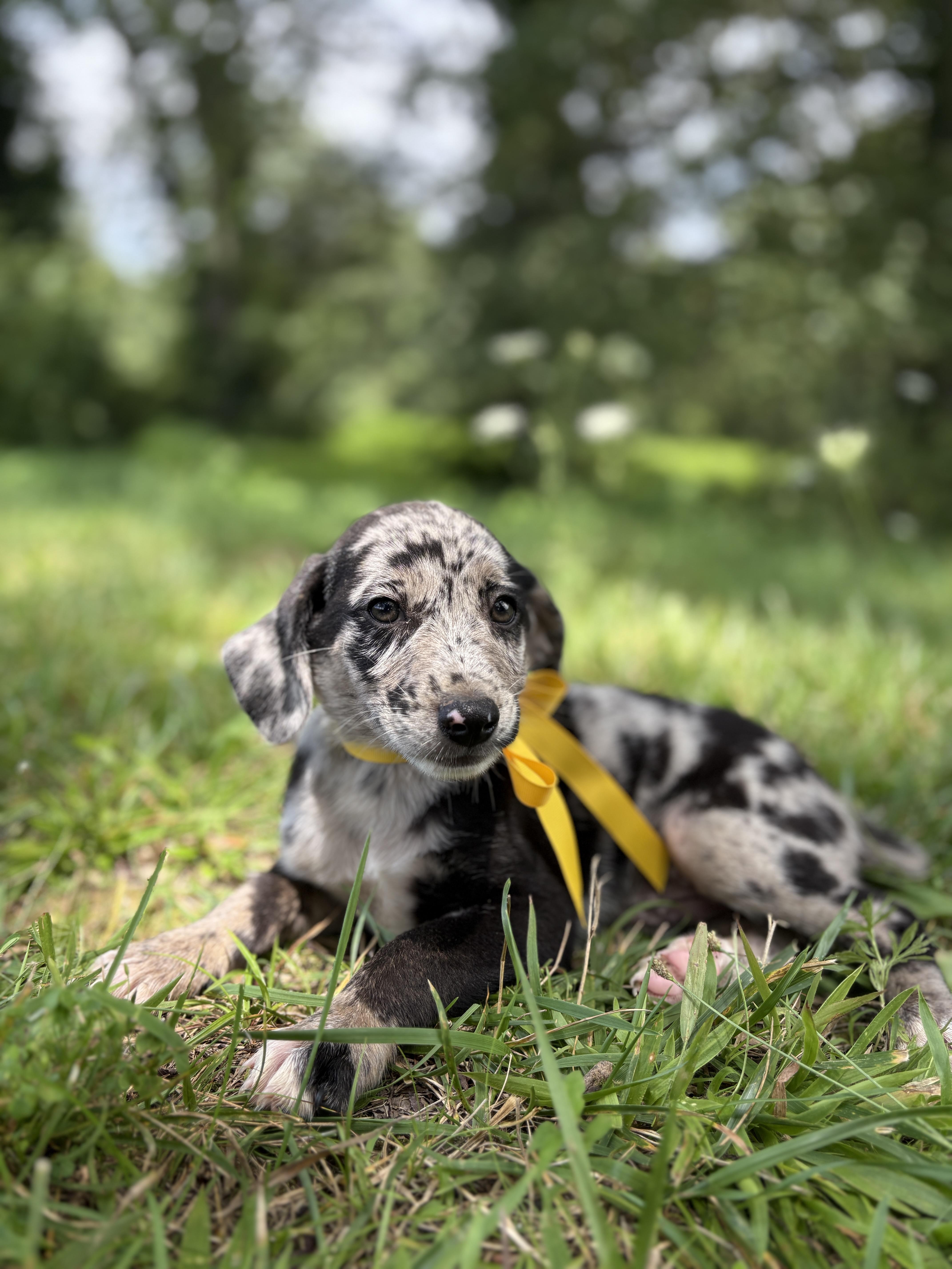 A baby medium-sized male Gray / Blue / Silver Australian Shepherd dog named Charlie for adoption in Gradyville, KY