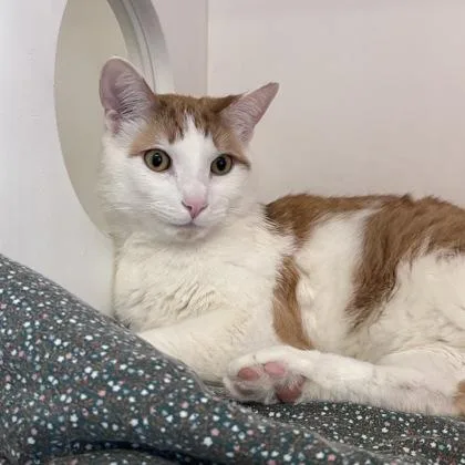 A young medium-sized male Domestic Short Hair cat named Meep for adoption in Janesville, WI