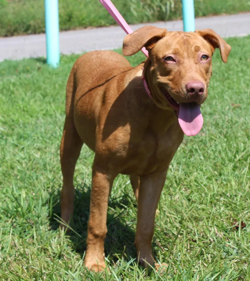 A young medium-sized female Retriever dog named Honey for adoption in Prattville, AL