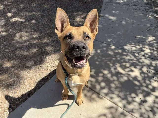 An adult large-sized female German Shepherd Dog dog named Velma for adoption in Phoenix, AZ