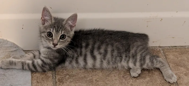 A baby small-sized female American Bobtail cat named Silvia for adoption in Somerset, KY