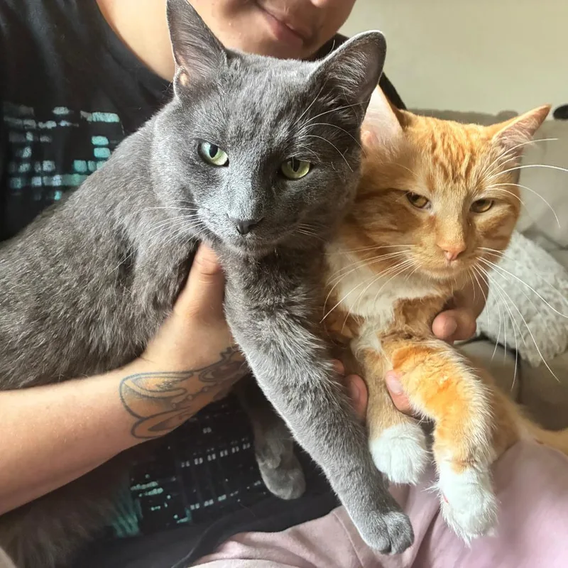 An adult small-sized male Orange / Red Domestic Long Hair cat named Queso  Home to for adoption in South Elgin, IL