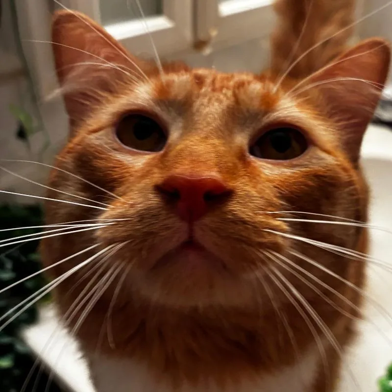 Queso  Home to thumbnail 3