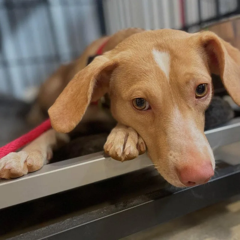 An adult medium-sized female Terrier dog named Sunny for adoption in Bloomfield, CT