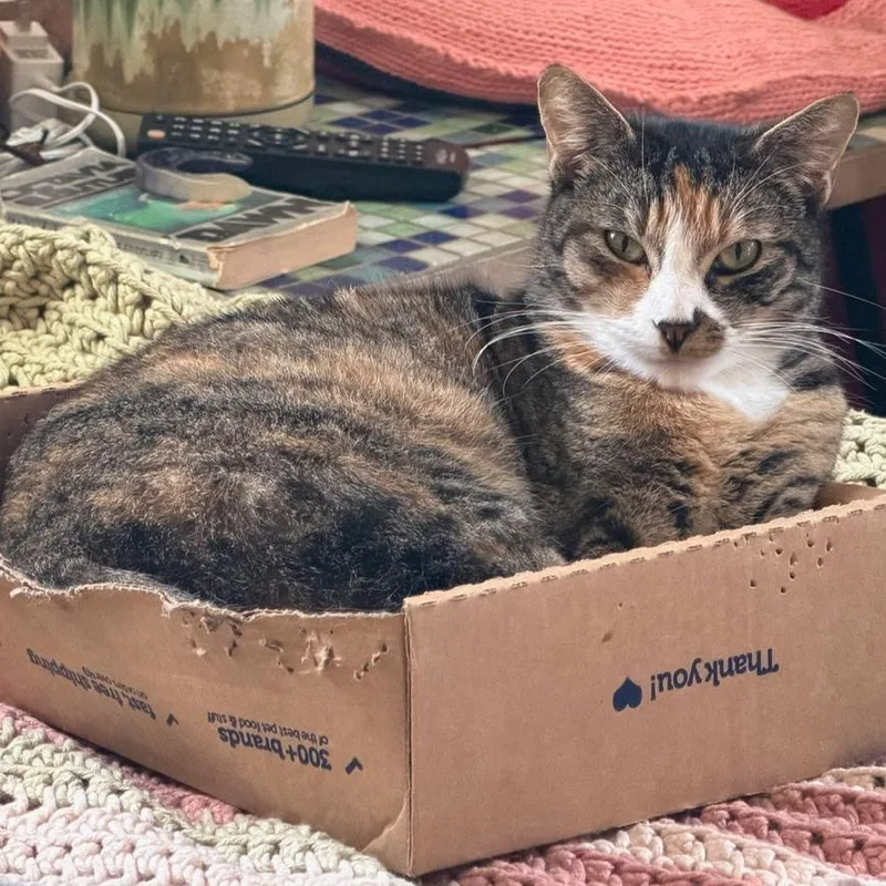 A young small-sized female Torbie Domestic Short Hair cat named Foxy Brown for adoption in Los Angeles, CA