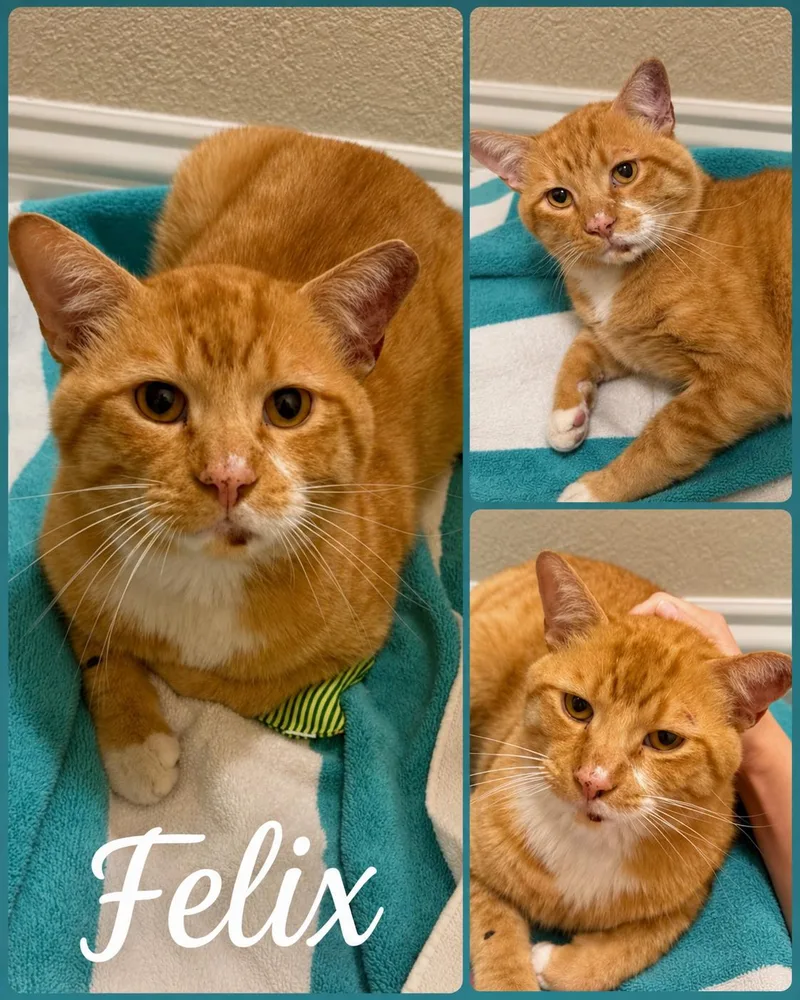 An adult medium-sized male Tabby (Orange / Red) Tabby cat named Felix for adoption in Fort Worth, TX
