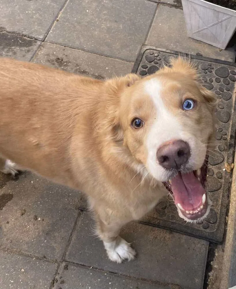 A young medium-sized female Husky dog named Mouse for adoption in Milton, FL