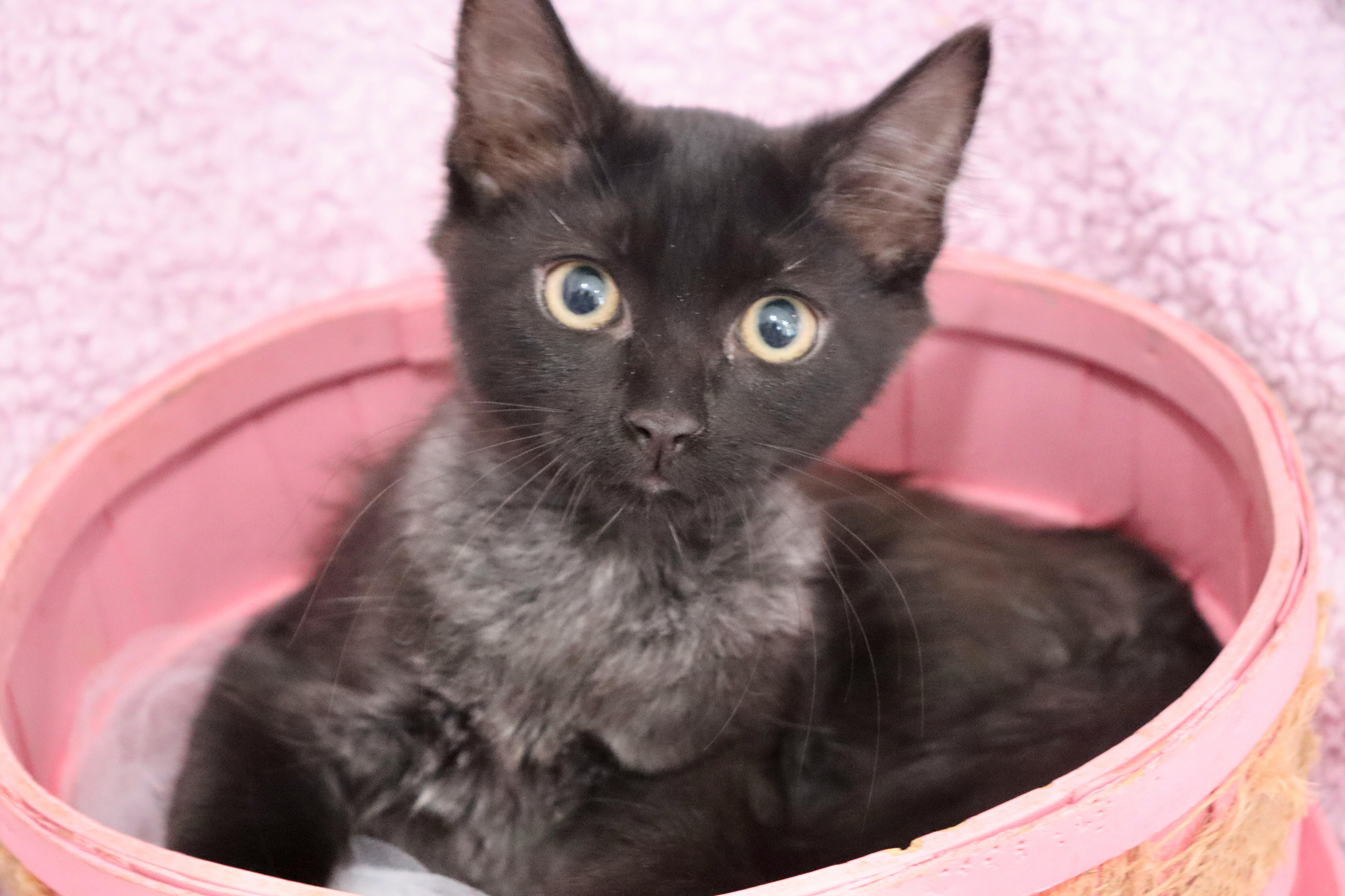 A baby medium-sized female Black Exotic Shorthair cat named Jade for adoption in Saint Augustine, FL