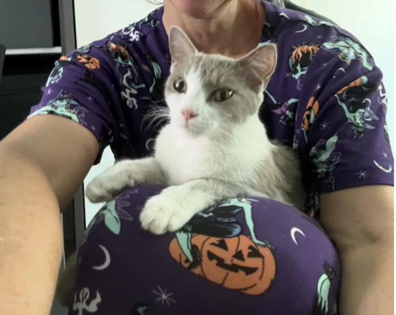 A young medium-sized female Gray & White Domestic Short Hair cat named Cloud for adoption in Orlando, FL