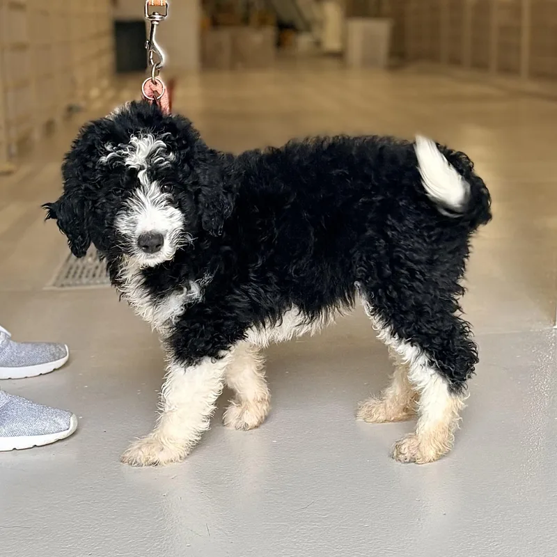 A baby large-sized female Sheepadoodle dog named Quail for adoption in Chicago, IL