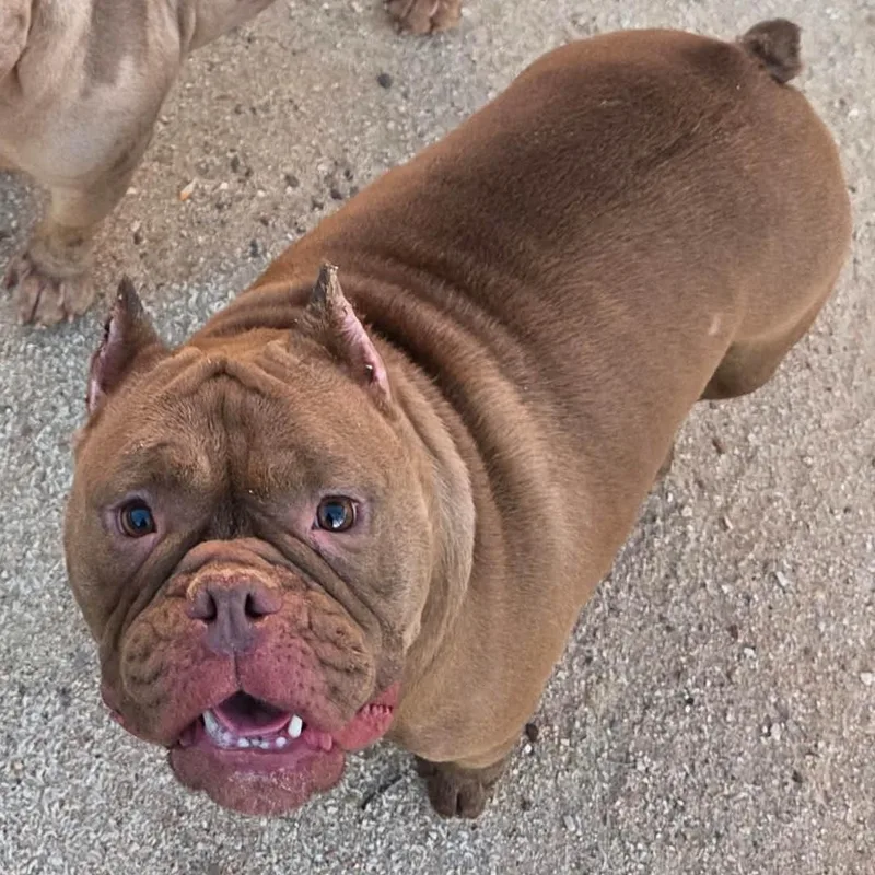 An adult medium-sized female American Bully dog named Luna for adoption in Marana, AZ