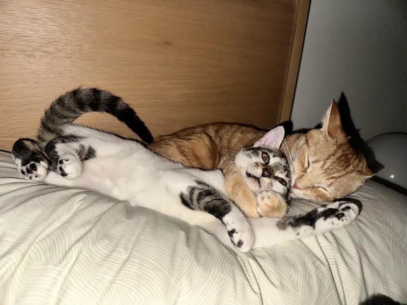 Minnie Mouse thumbnail 2