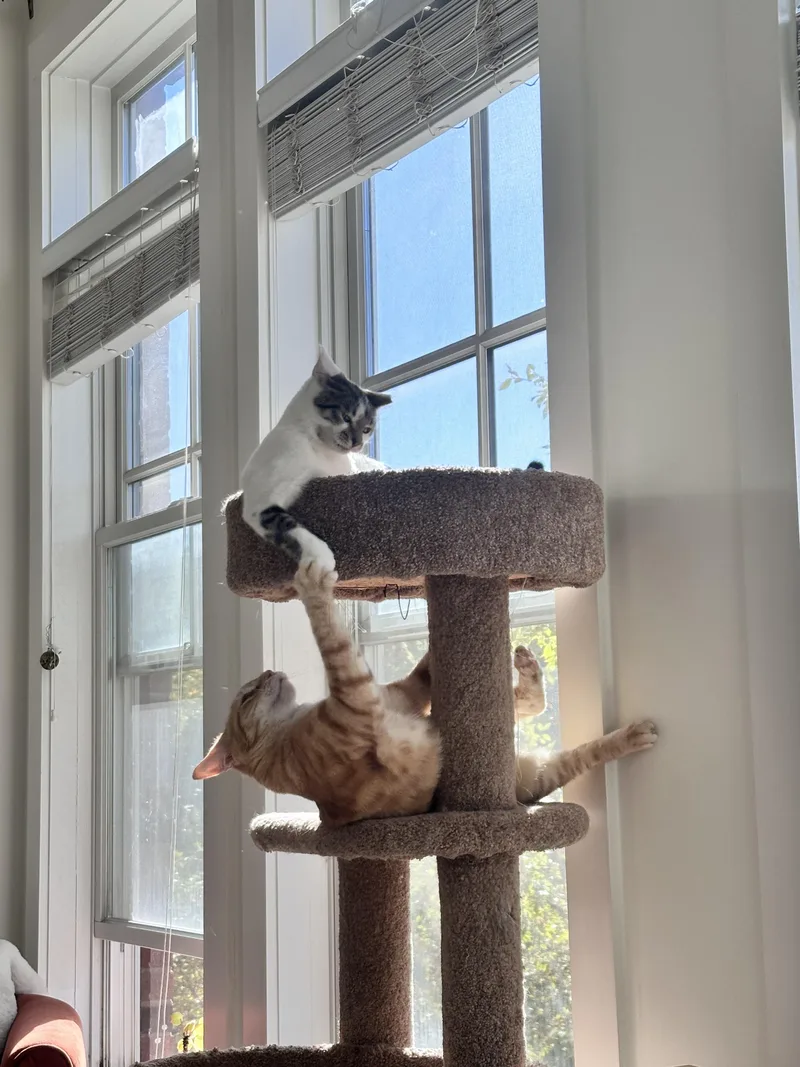 Minnie Mouse thumbnail 3