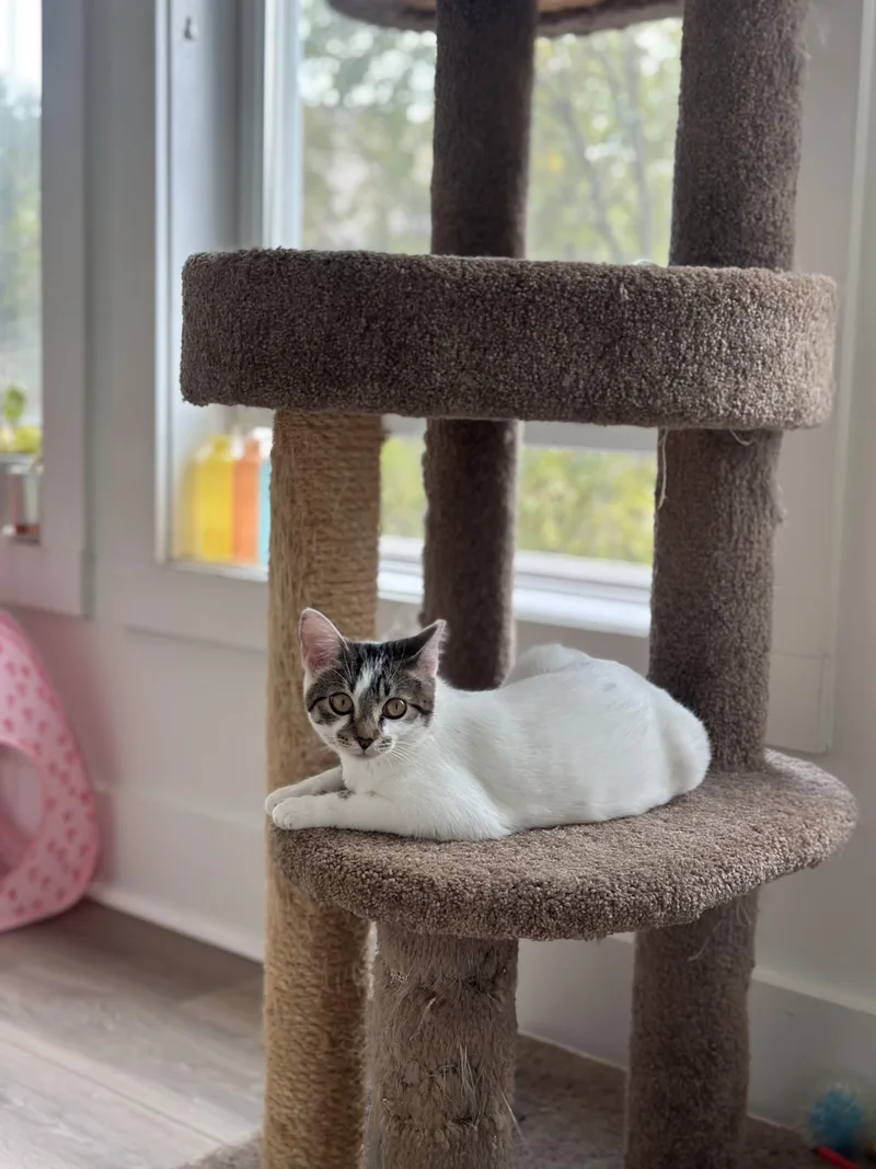 Minnie Mouse thumbnail 4