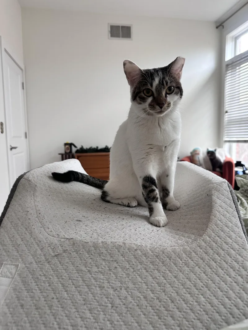 Minnie Mouse thumbnail 5