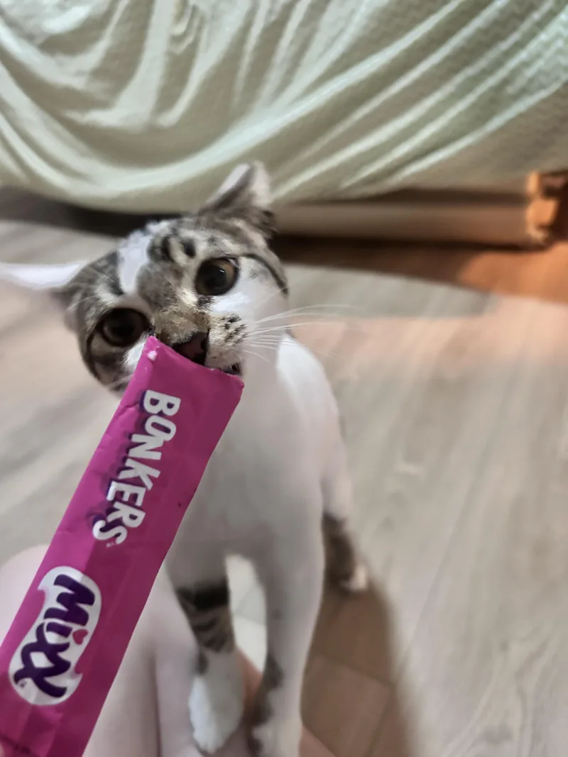 Minnie Mouse thumbnail 6