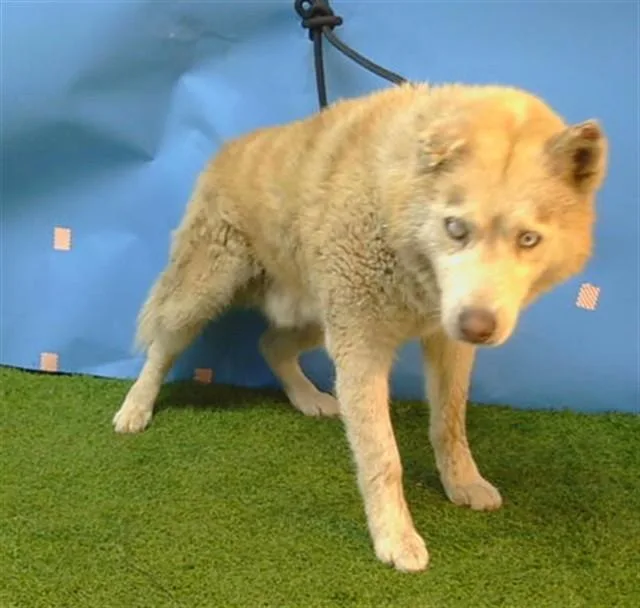 An adult large-sized male Husky dog named Helios for adoption in Gardena, CA